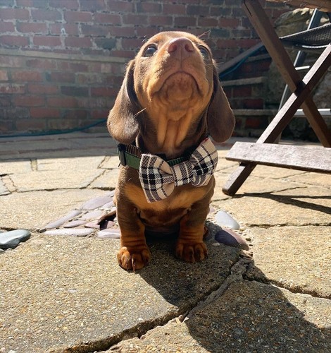Handmade bow tie - bow, for