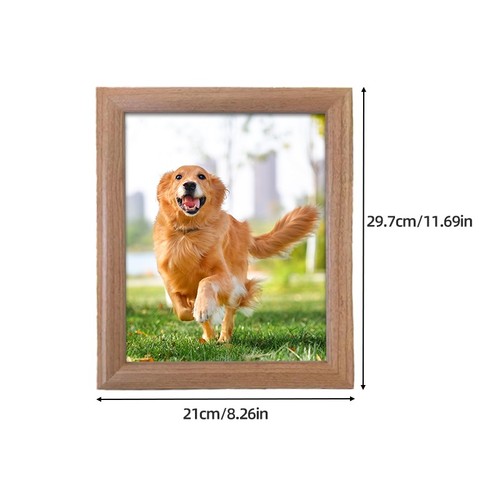 Golden retriever dog picture - golden,