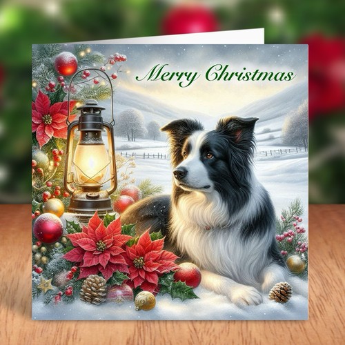 Border collie dog - border,