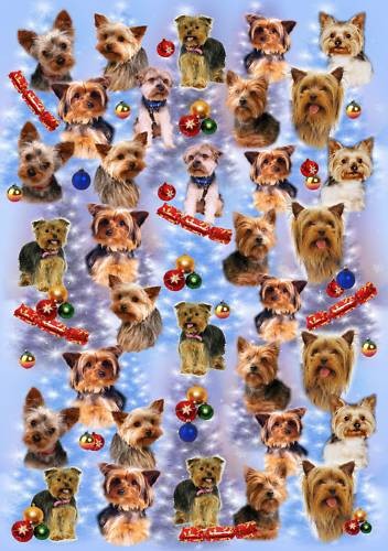 Yorkshire terrier dog - yorkshire,