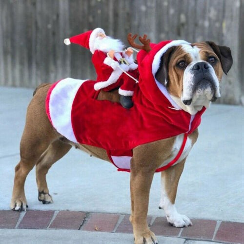 Christmas santa claus - christmas, pet