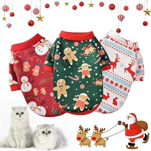 Dog cat puppy small pet - cat,