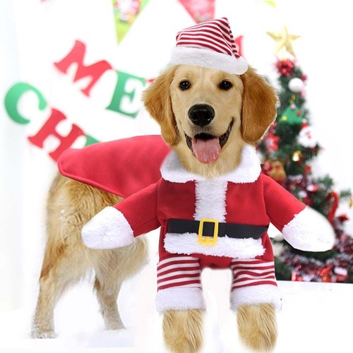 Christmas fancy dress santa - fancy,