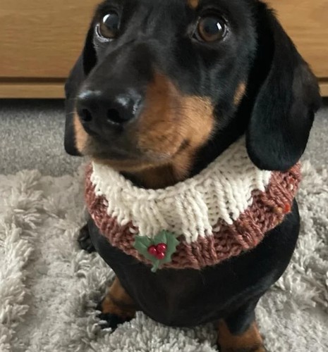 Small medium dog - snood, knitted
